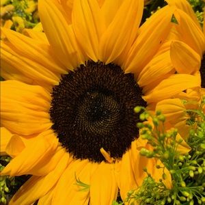 Meet your Posher, Stacey